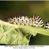 papilio machaon larva4